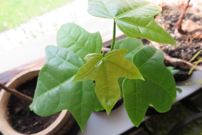 Brachychiton discolor - brachychiton - tříletý semenáček